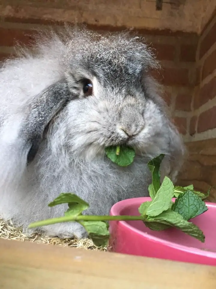 rabbits eat mint