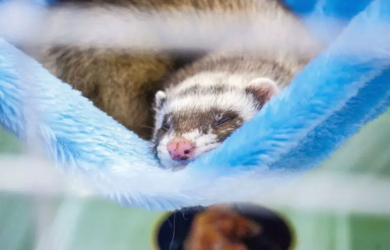 What’s The Best Ferret Hammocks: reviewed