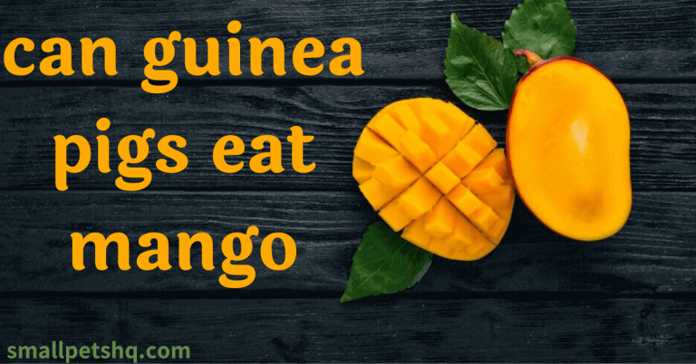 Can guinea Pigs eat mango?