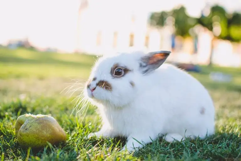 Can rabbits Eat Pears? Health Benefits, Side Effects