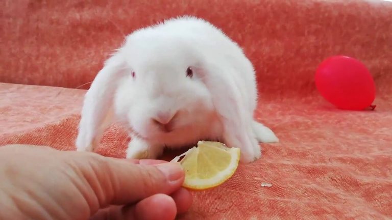 Can Rabbits Eat Lemons