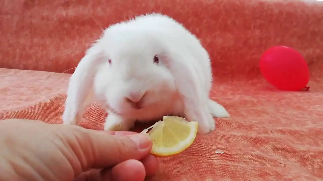 woman gave a slice of lemon to baby rabbit