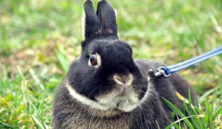 Best Rabbit Harness – Reviews and Buyer’s Guide