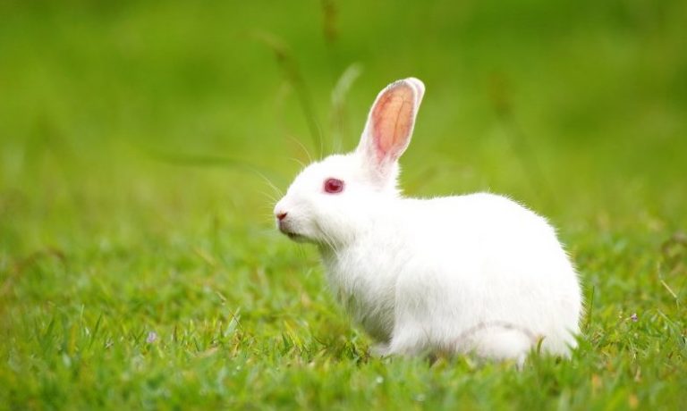 Can Rabbits Eat Mint? Is It Safe For Them?