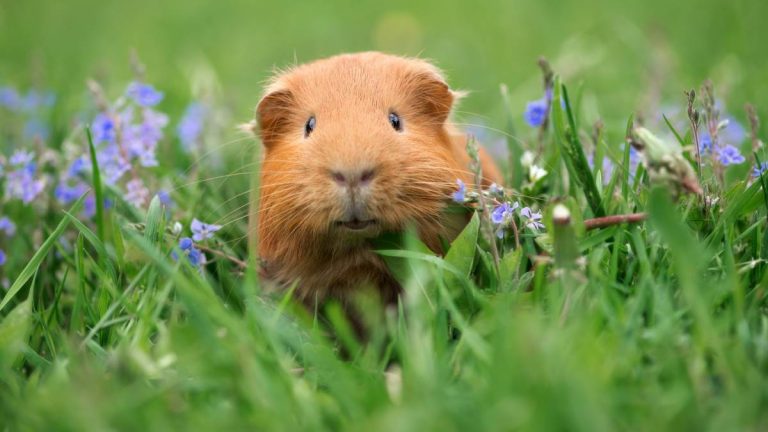 8 Signs Your Guinea Pig Loves You More Than Anything