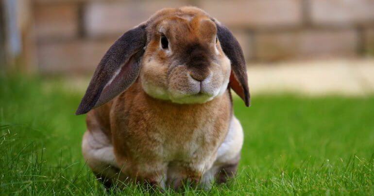 rabbit standing on green grass