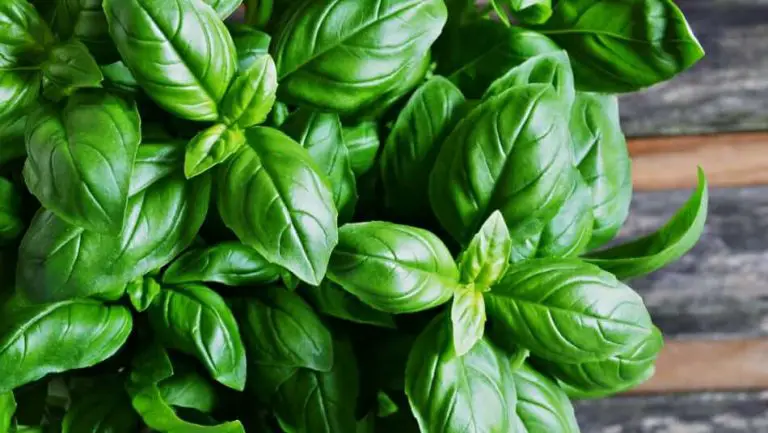 The Truth About Adding Basil To Your Rabbit’s Diet!