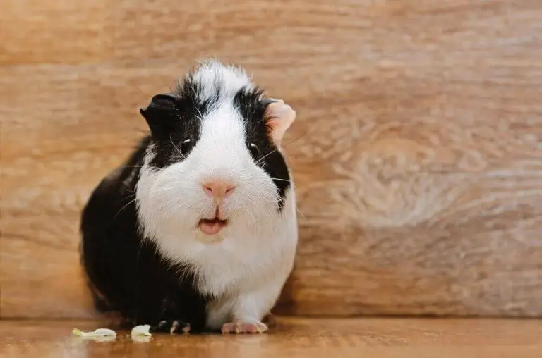 Can Guinea Pigs Eat Papaya? What you should know? [ 2022 ]
