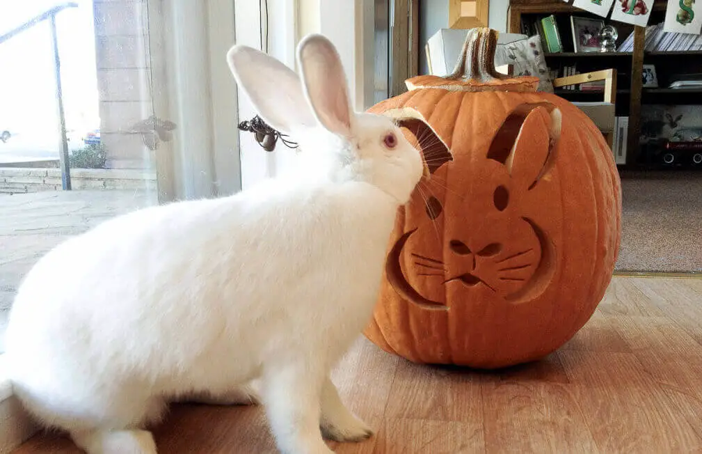 white rabbit next to pumpkin halloween