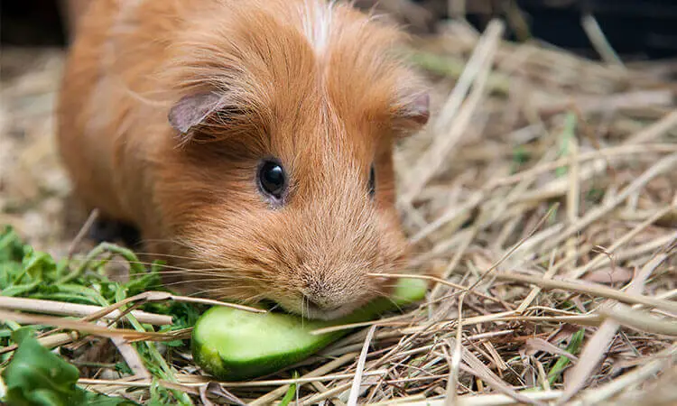 brown guinea pig eating cucumber