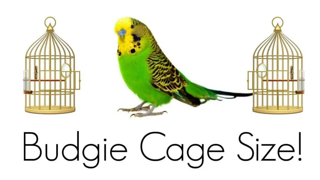 budgie cage size