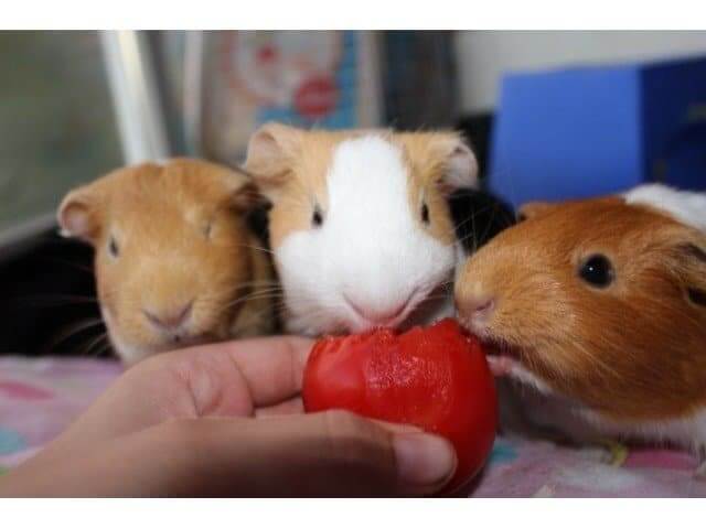can guinea pigs have tomato