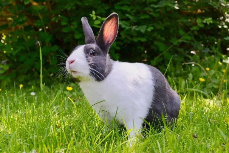 Can Rabbits Eat Asparagus? (Serving Size, Risks & More)