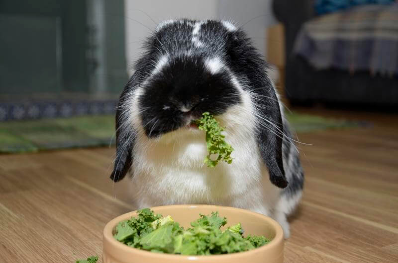 rabbit eat kale from bowl