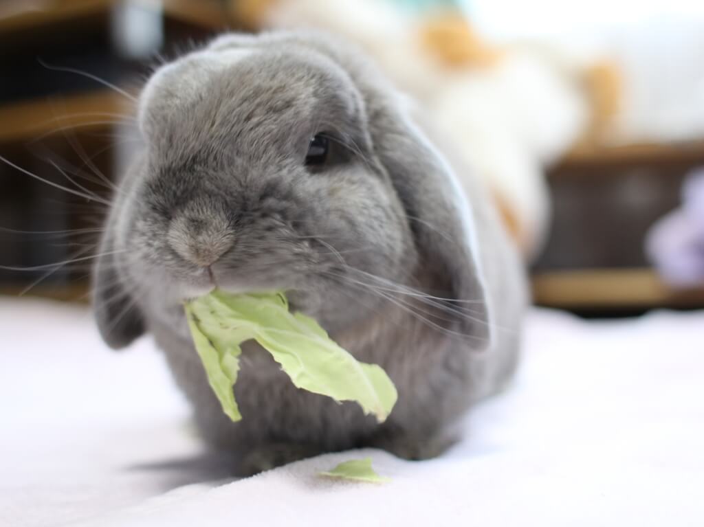 grey rabbit eat Cabbage