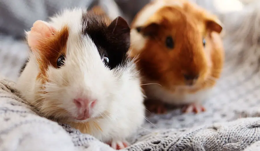 two guinea pigs together