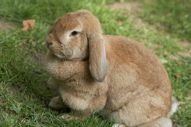 brown rabbit in grass