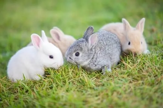 coelhos bebés sobre capim