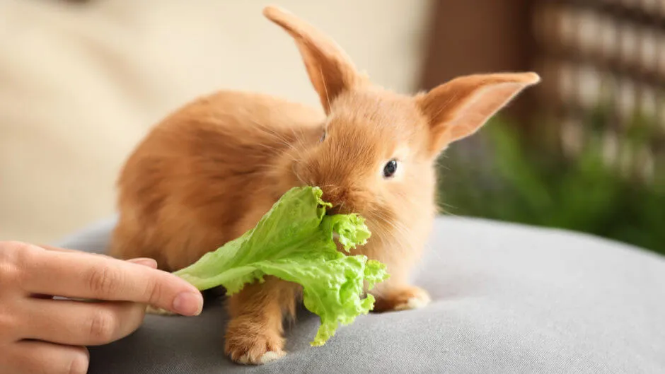 Bunny Eat lettuce