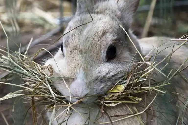 Best Hay For Rabbits To Keep Your Bunny Healthy