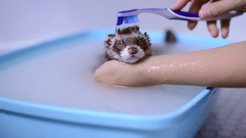 ferret is taking a bath