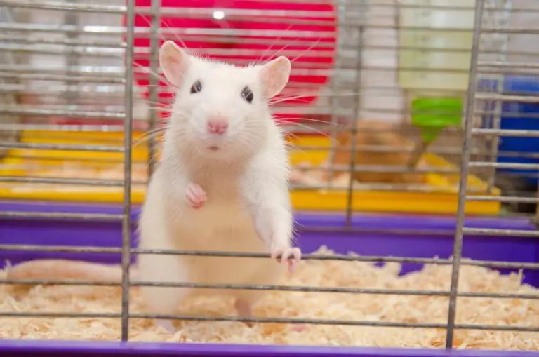 The Best Rat Cages For Sale Right Now (2022 Review)