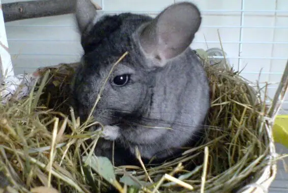 Best Hay For Chinchillas 2022 – Reviews and Comparison