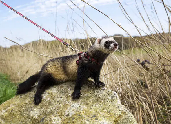 The Best Ferret Harnesses In 2023: [Reviews & Buying Guide]