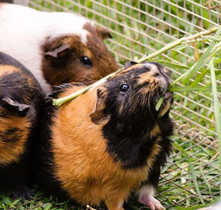 three guinea pigs eat hay