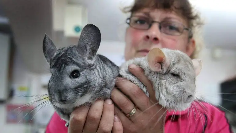 Are Chinchillas Cuddly? [What Owners Will Want To Know]