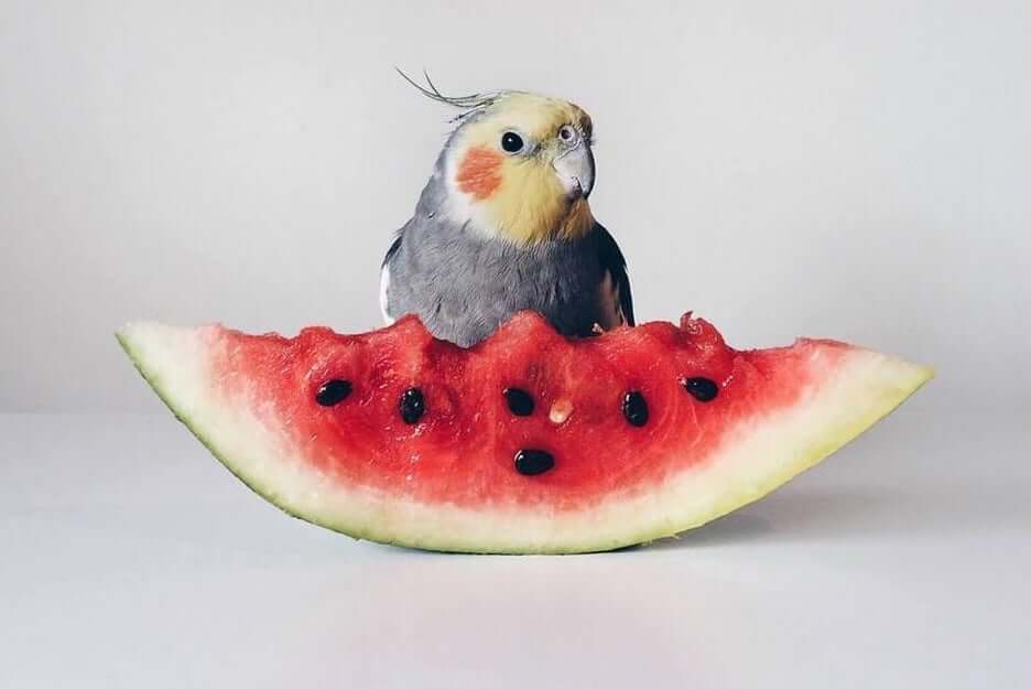 Cockatiel Eats Watermelon