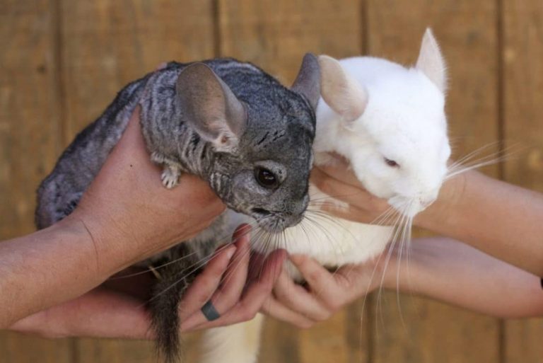 Can Chinchillas Get Fleas? and how to get rid of it