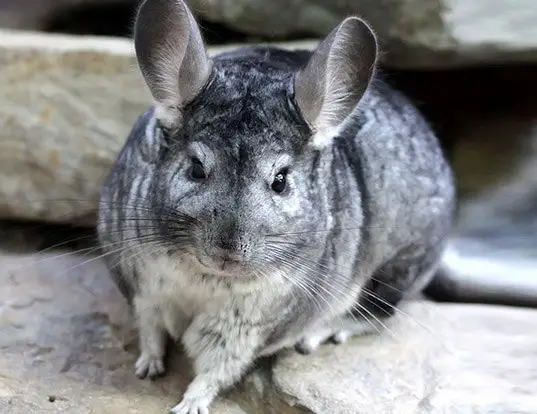Can Chinchillas Eat Oats? Here’s What The Vet Says