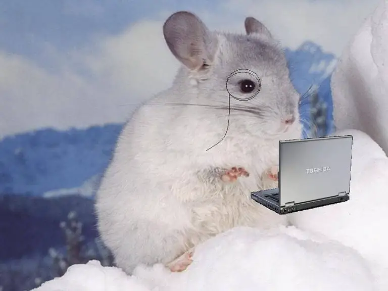 Are chinchillas Smart? – Reasons Why They’re Smart