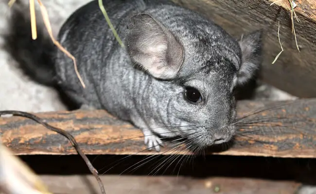 Can Chinchillas Eat Carrots? Are They Safe To Give?