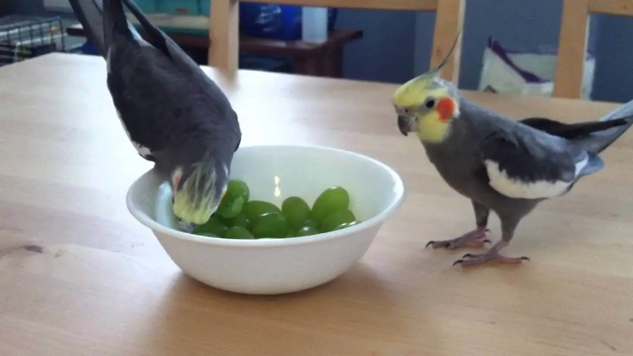 cockatiels eat grapes