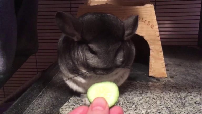 Can Chinchillas Eat Cucumbers And Is It Safe?