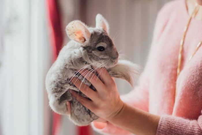 chinchilla teddy