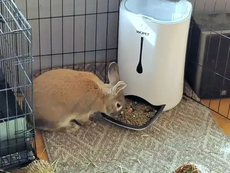 6 Best Automatic Rabbit Feeders (That Work In 2022)