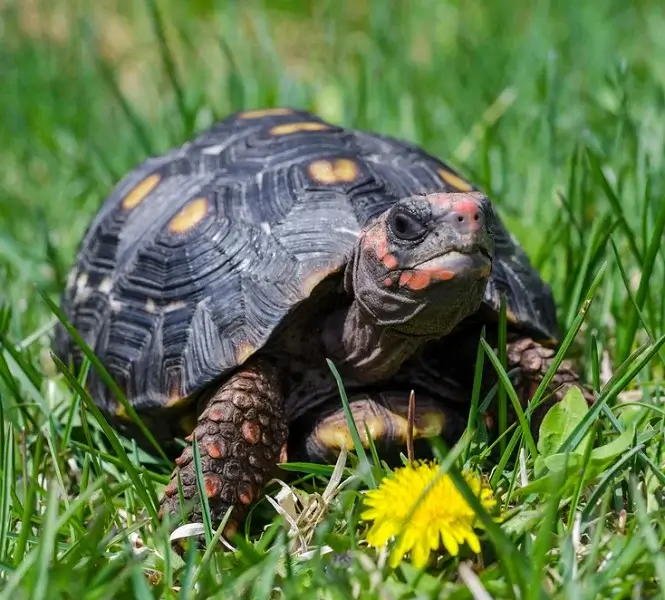 Cherry head tortoise walking on grass