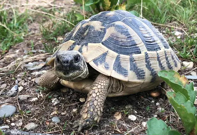 Dalmation Hermann tortoise