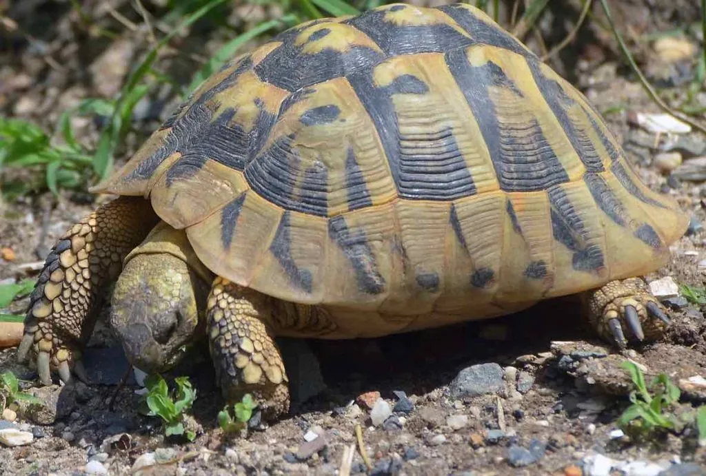 Eastern Hermann tortoise