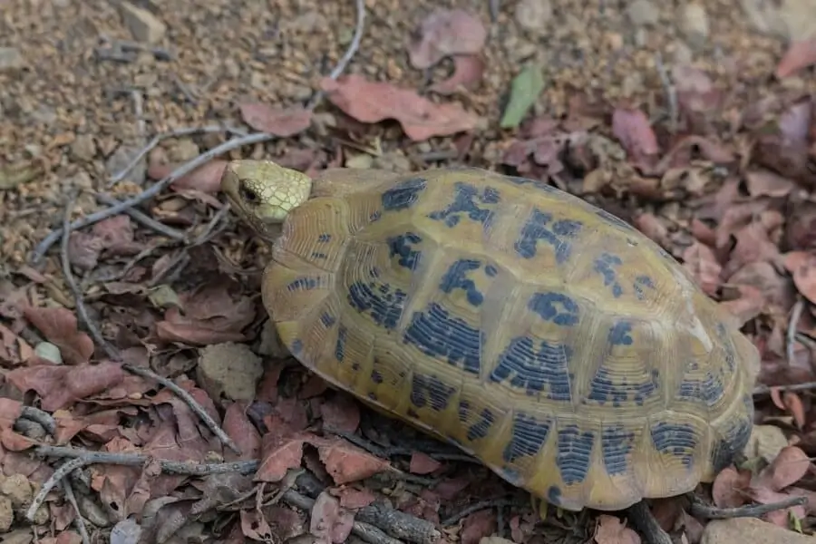 Elongated Tortoise walking on ground