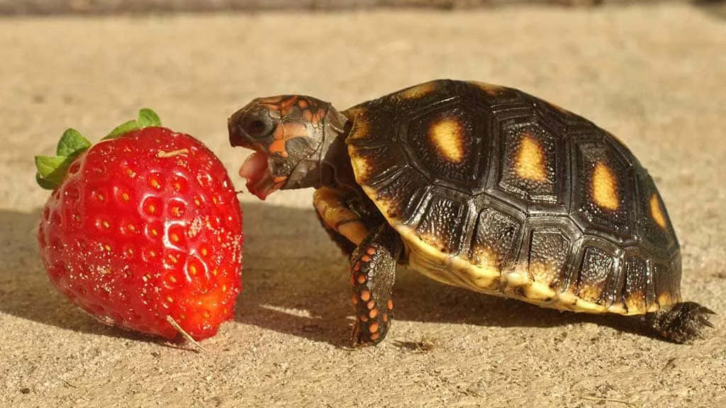 Redfoot eating-strawberry