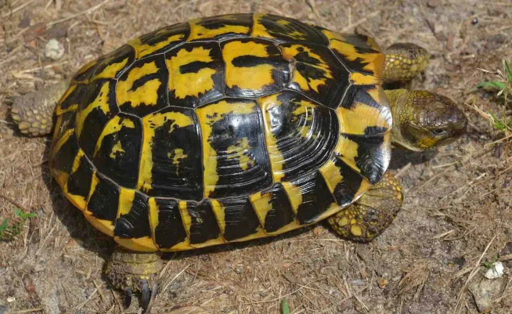 Western Hermann tortoises