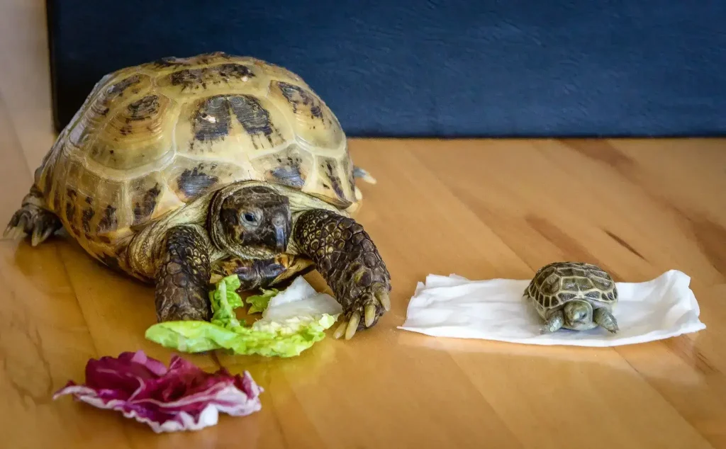female russian tortoise with her son