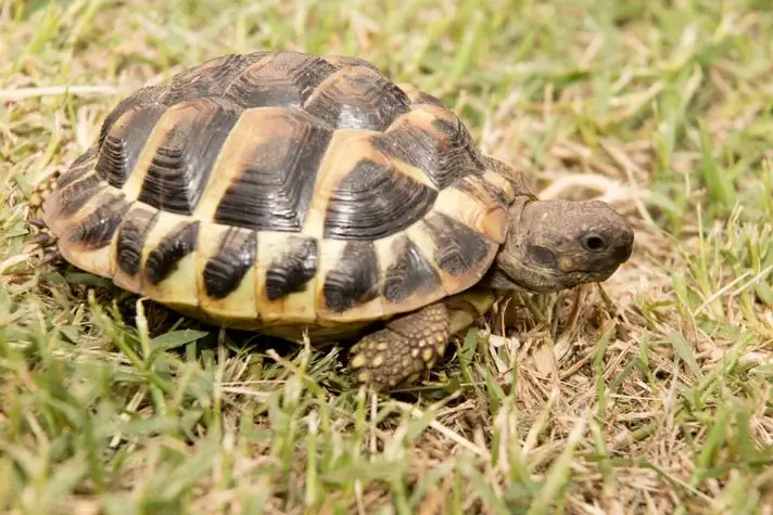 hermans tortoise walking on grass