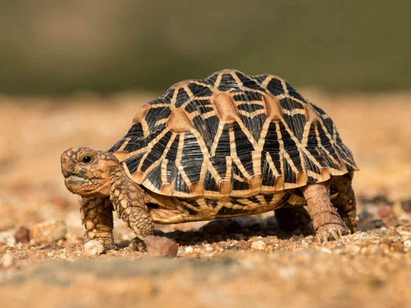 Do Tortoises Get Bored? 8 Enrichment Ideas For Your Tortoise