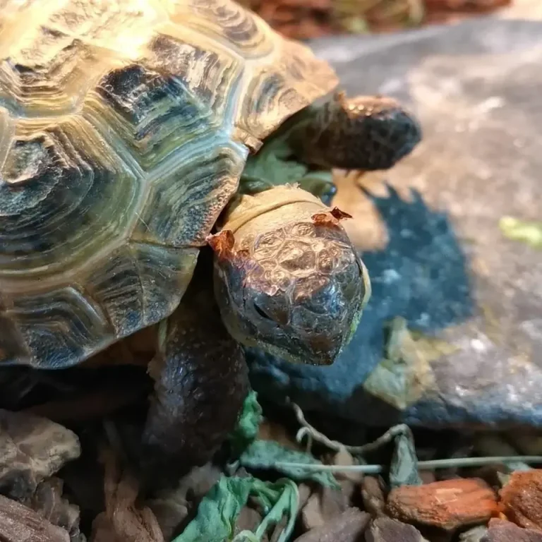 Do Russian Tortoises Shed? The Answer Might Surprise You