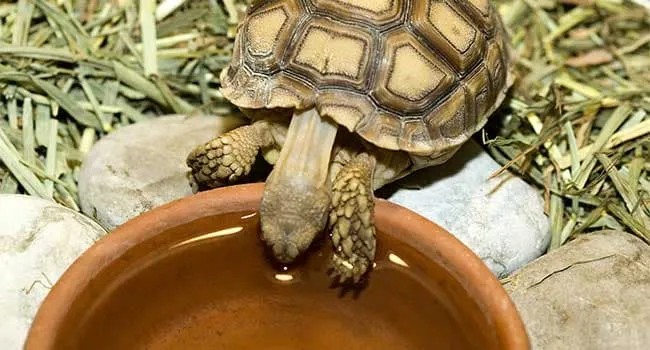 Baby Sulcata Tortoise drinking water